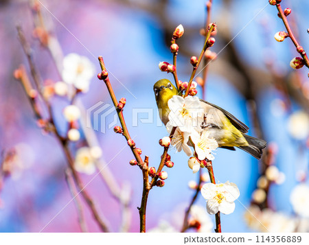 A cute Japanese white-eye visiting plum blossoms in full bloom 114356889
