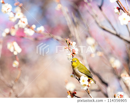 A cute Japanese white-eye visiting plum blossoms in full bloom 114356905