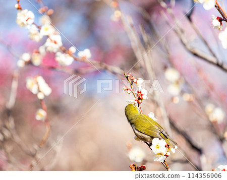 A cute Japanese white-eye visiting plum blossoms in full bloom 114356906