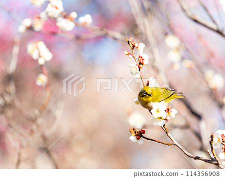 A cute Japanese white-eye visiting plum blossoms in full bloom A cute Japanese white-eye visiting plum blossoms in full bloom 114356908