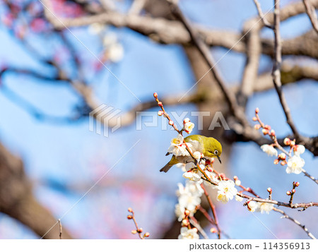 A cute Japanese white-eye visiting plum blossoms in full bloom A cute Japanese white-eye visiting plum blossoms in full bloom 114356913