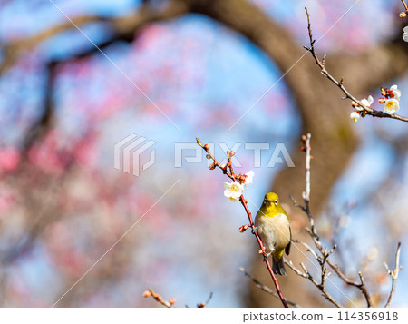 梅樹上的日本夜鶯在盛開的梅花中游來游去。 梅樹上的日本夜鶯在盛開的梅花中游來游去。 114356918