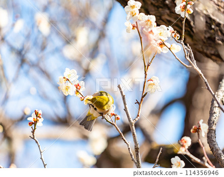 A cute Japanese white-eye visiting plum blossoms in full bloom 114356946
