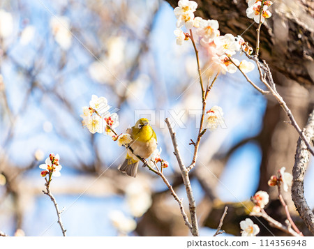 梅樹上的日本夜鶯在盛開的梅花中游來游去。 114356948