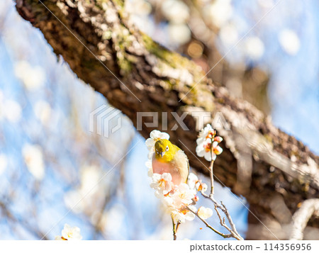 梅樹上的日本夜鶯在盛開的梅花中游來游去。 114356956