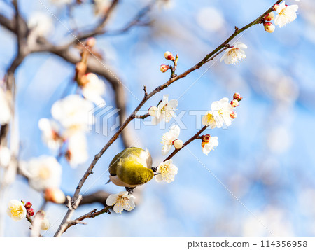 梅樹上的日本夜鶯在盛開的梅花中游來游去。 114356958