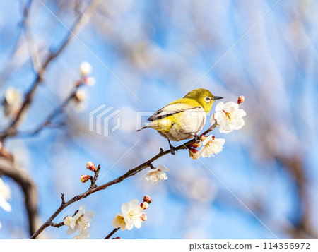 梅樹上的日本夜鶯在盛開的梅花中游來游去。 梅樹上的日本夜鶯在盛開的梅花中游來游去。 114356972