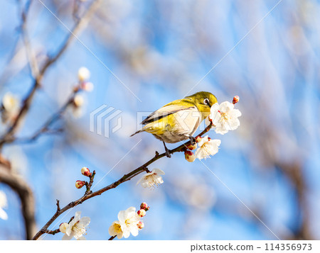 A cute Japanese white-eye visiting plum blossoms in full bloom A cute Japanese white-eye visiting plum blossoms in full bloom 114356973
