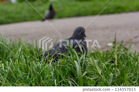 Pigeon looking for food Pigeon looking for food 114357013
