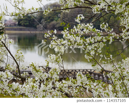日本特有品種大島櫻的開花 114357105