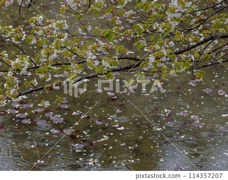 燧蓮池中的大島櫻落花 燧蓮池中的大島櫻落花 114357207