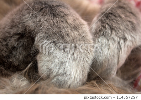 Gray kitten sleeping sweetly on back, paws folded on chest Gray kitten sleeping sweetly on back, paws folded on chest 114357257