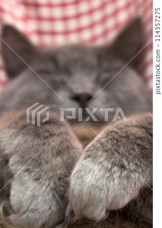 Gray kitten sleeping sweetly on back, paws folded on chest 114357275