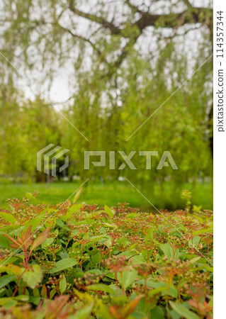 The beauty of nature is in its small details 114357344