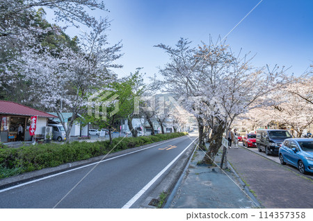 靜岡縣島田市家山櫻花隧道的櫻花路風景 114357358