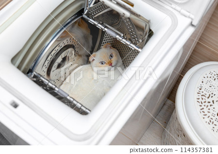 Funny Scottish Fold cat with striking blue eyes peeks out from a washing machine. National cat day. National pet day. Scottish Fold cat day. Funny Scottish Fold cat with striking blue eyes peeks out from a washing machine. National cat day. National pet day. Scottish Fold cat day. 114357381