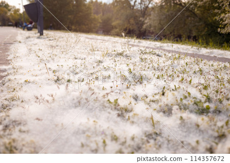 Poplar fluff lies along sidewalk on road and flies through air. Allergen, the concept of health hazard. Close up 114357672