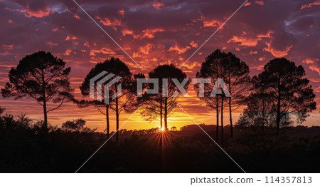 Group of Trees Standing in Grass 114357813