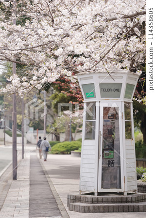Cherry blossoms at Motomachi Park in Yamate, Yokohama Cherry blossoms at Motomachi Park in Yamate, Yokohama 114358605