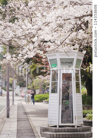 Cherry blossoms at Motomachi Park in Yamate, Yokohama Cherry blossoms at Motomachi Park in Yamate, Yokohama 114358606