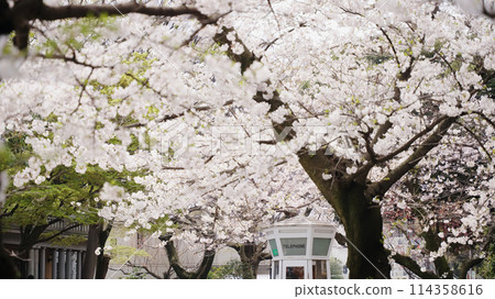 Cherry blossoms at Motomachi Park in Yamate, Yokohama Cherry blossoms at Motomachi Park in Yamate, Yokohama 114358616