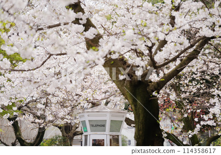 Cherry blossoms at Motomachi Park in Yamate, Yokohama Cherry blossoms at Motomachi Park in Yamate, Yokohama 114358617