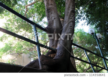 A fence in a city park on the shores of the Mediterranean Sea in northern Israel. 114358641