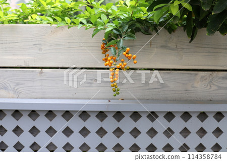 A fence in a city park on the shores of the Mediterranean Sea in northern Israel. 114358784
