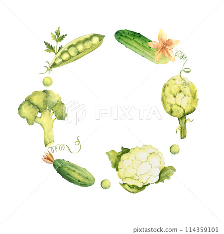 Green Vegetables Watercolor Wreath, circle round frame. Broccoli, cucumber and cauliflower. Artichoke and peas, parsley plant. Botanical vegetable hand drawn watercolor illustration isolated on white Green Vegetables Watercolor Wreath, circle round frame. Broccoli, cucumber and cauliflower. Artichoke and peas, parsley plant. Botanical vegetable hand drawn watercolor illustration isolated on white 114359101