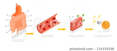 3D Isometric Flat Conceptual Illustration of Functions Of Carbs, Explanation Diagram 3D Isometric Flat Conceptual Illustration of Functions Of Carbs, Explanation Diagram 114359286