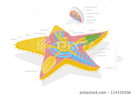 3D Isometric Flat Conceptual Illustration of Phylum Echinodermata, Starfish Anatomy, Educational Scheme 3D Isometric Flat Conceptual Illustration of Phylum Echinodermata, Starfish Anatomy, Educational Scheme 114359306
