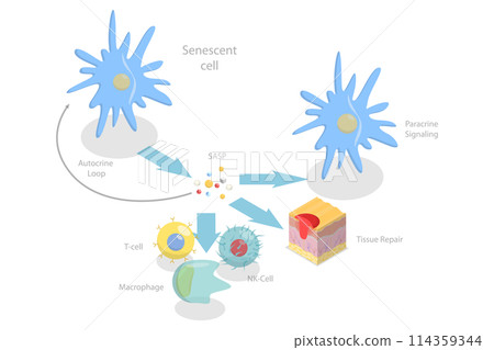 3D Isometric Flat Conceptual Illustration of Functions Of The SASP, Cellular Senescence 3D Isometric Flat Conceptual Illustration of Functions Of The SASP, Cellular Senescence 114359344