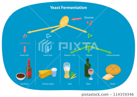 3D Isometric Flat Conceptual Illustration of Yeast Fermentation, Sugar plus Yeast Without Oxygen 3D Isometric Flat Conceptual Illustration of Yeast Fermentation, Sugar plus Yeast Without Oxygen 114359346