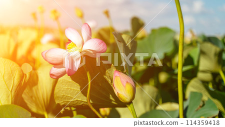 A pink lotus flower sways in the wind. Against the background of their green leaves. Lotus field on the lake in natural environment. 114359418