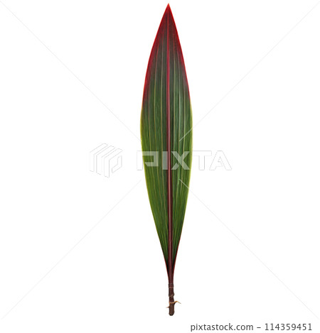 Cordyline leaf long sword shaped leaf with burgundy and green coloration Cordyline Red Star 114359451