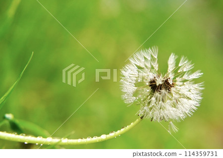 蒲公英絨毛上閃閃發光的水滴 114359731