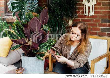 Young upset woman examining dried foliage of Calathea plant. Houseplants diseases. Disorders Identification and Treatment, Houseplants sunburn, overwatering. Damaged Leaves. Home Gardening troubles 114359822