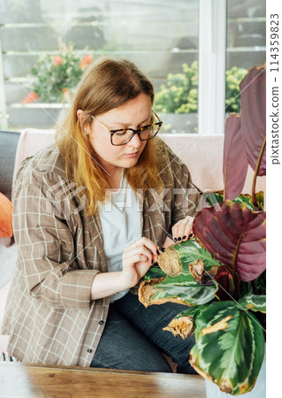 Young upset woman examining dried foliage of Calathea plant. Houseplants diseases. Disorders Identification and Treatment, Houseplants sunburn, overwatering. Damaged Leaves. Home Gardening troubles Young upset woman examining dried foliage of Calathea plant. Houseplants diseases. Disorders Identification and Treatment, Houseplants sunburn, overwatering. Damaged Leaves. Home Gardening troubles 114359823