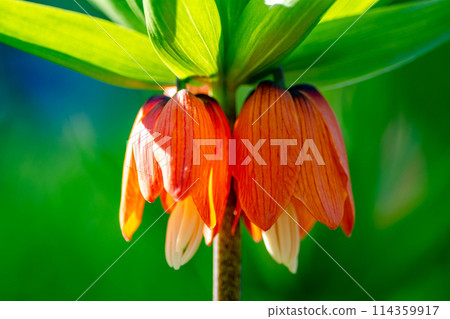 Red buds of an exotic Fritillary plant Red buds of an exotic Fritillary plant 114359917