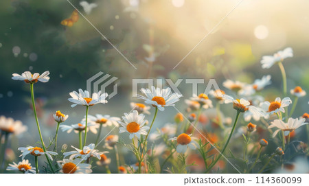 Field of daisies with sunlight filtering through petals in the morning 114360099