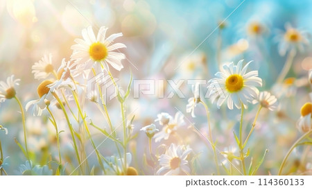 A meadow of Chamaemelum nobile with sunlight shining through petals 114360133