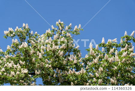 flowering horse chestnut with inflorescences 114360326