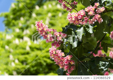 flowering red horse chestnut with inflorescences flowering red horse chestnut with inflorescences 114360329
