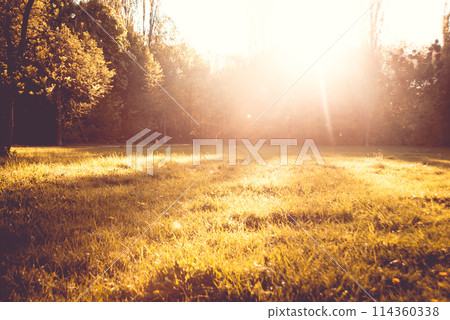 The grass in the sunlight. Light summer background. 114360338