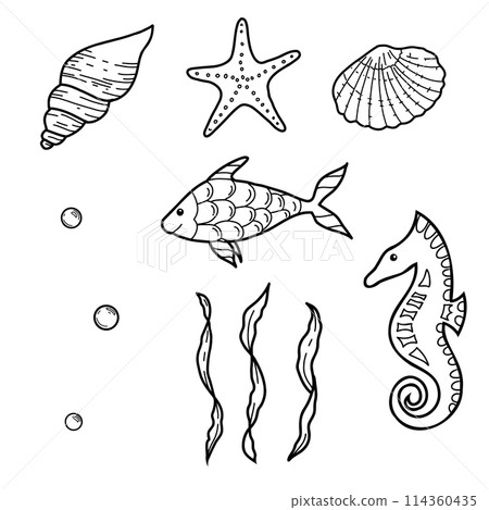 Sea life set. Hand drawn Sea Shells, Star, horse and Fish. Vector illustrations of Seaweeds, laminaria algae and Water Bubbles in doodle style. Sketch Marine underwater design elements. 114360435
