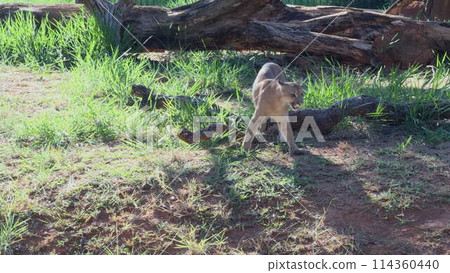Majestic Puma Turning and Walking in Slow Motion Majestic Puma Turning and Walking in Slow Motion 114360440