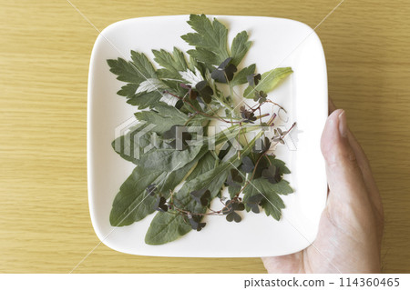 A man's hand holding a plate of weeds. An image of poverty A man's hand holding a plate of weeds. An image of poverty 114360465