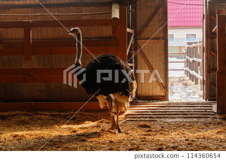 Ostrich stands tall on a wooden fence, surrounded by snow, at an ostrich farm in a serene winter setting. 114360654