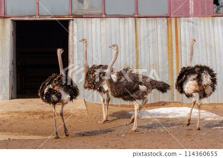 Ostrich stands tall on a wooden fence, surrounded by snow, at an ostrich farm in a serene winter setting. 114360655