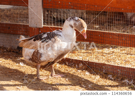 Geese across the dusty ground of a charming farmstead. Selective focus. 114360656